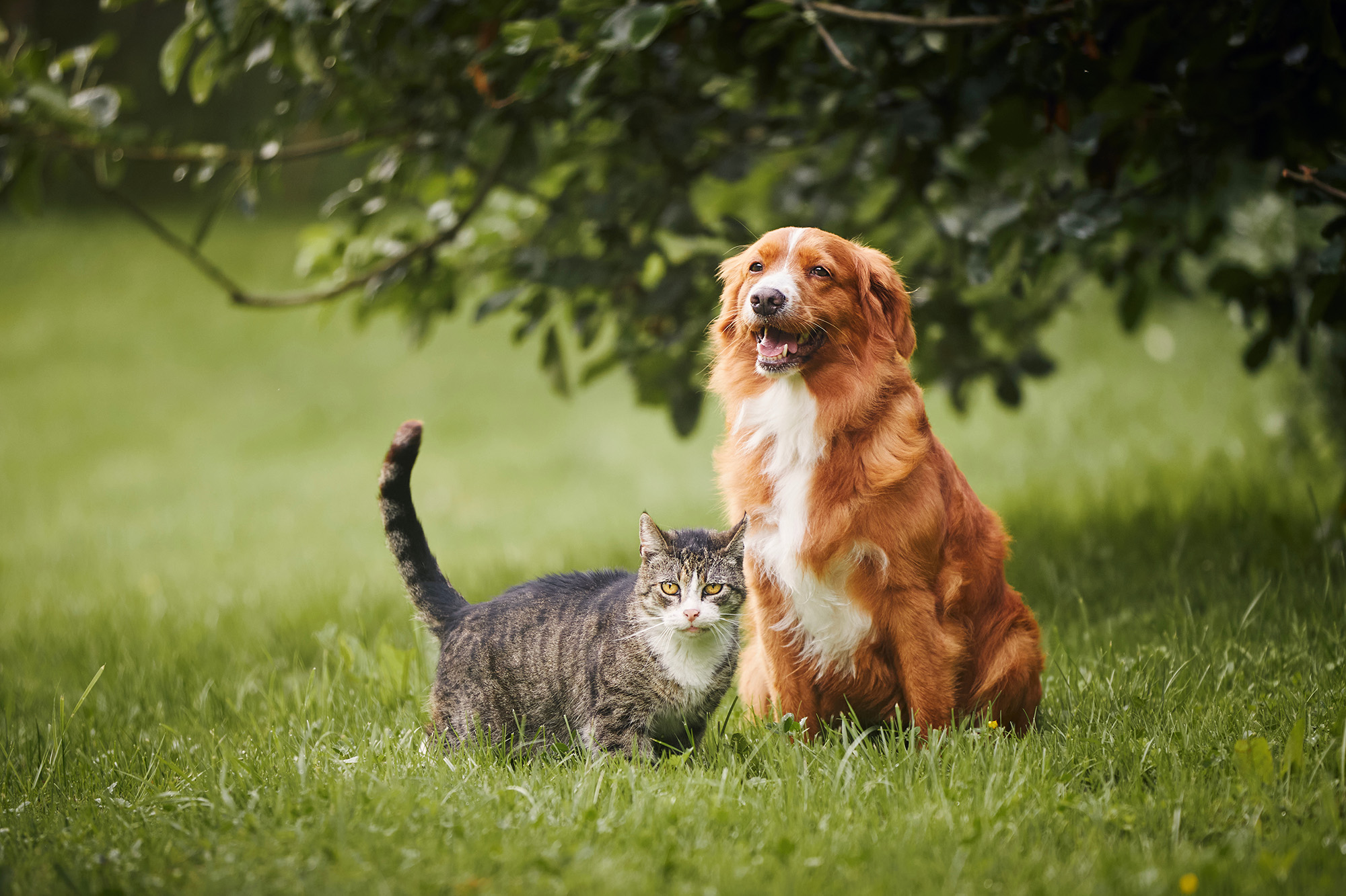 cat and dog in grass