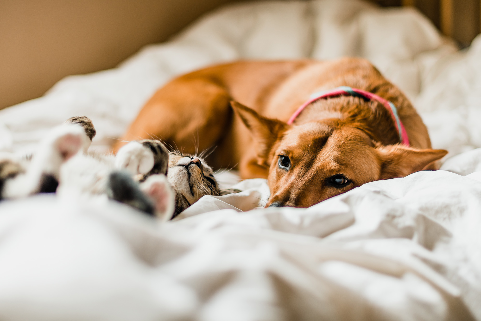 cat and dog cuddled on bed