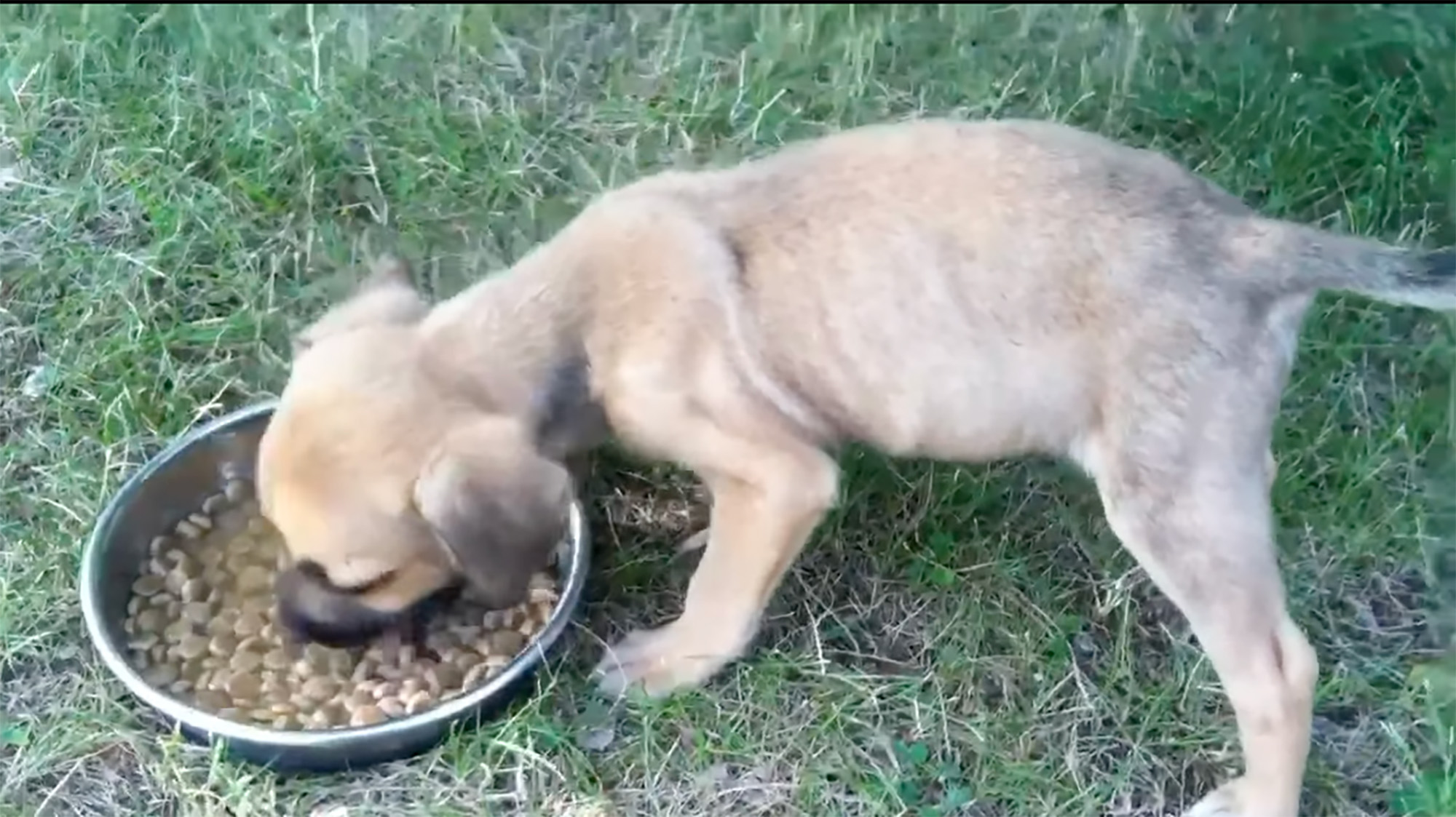 puppy eating outside